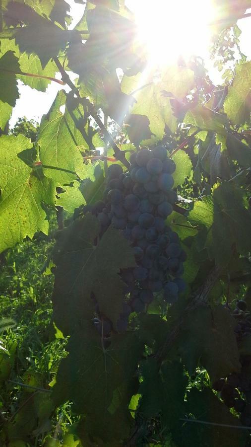 Fogliano Redipúglia Agriturismo Le Giarine المظهر الخارجي الصورة